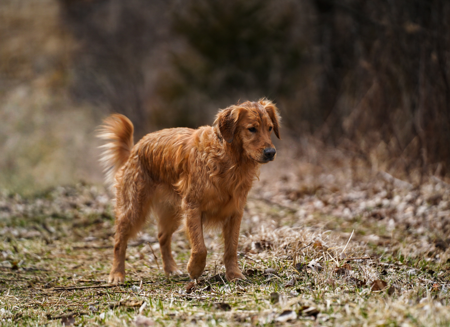 Golden retriever exploring frosty field
