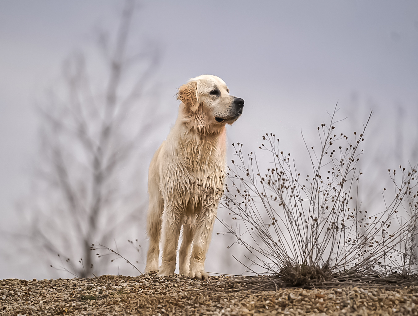 Golden retriever on hilltop with misty background