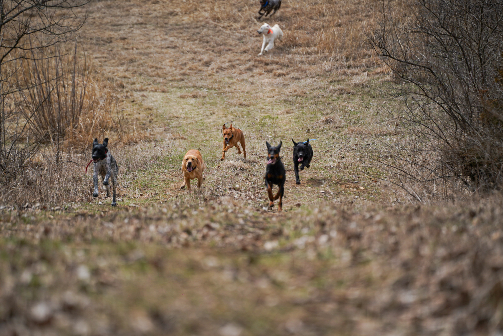Large group of dogs running across hillside