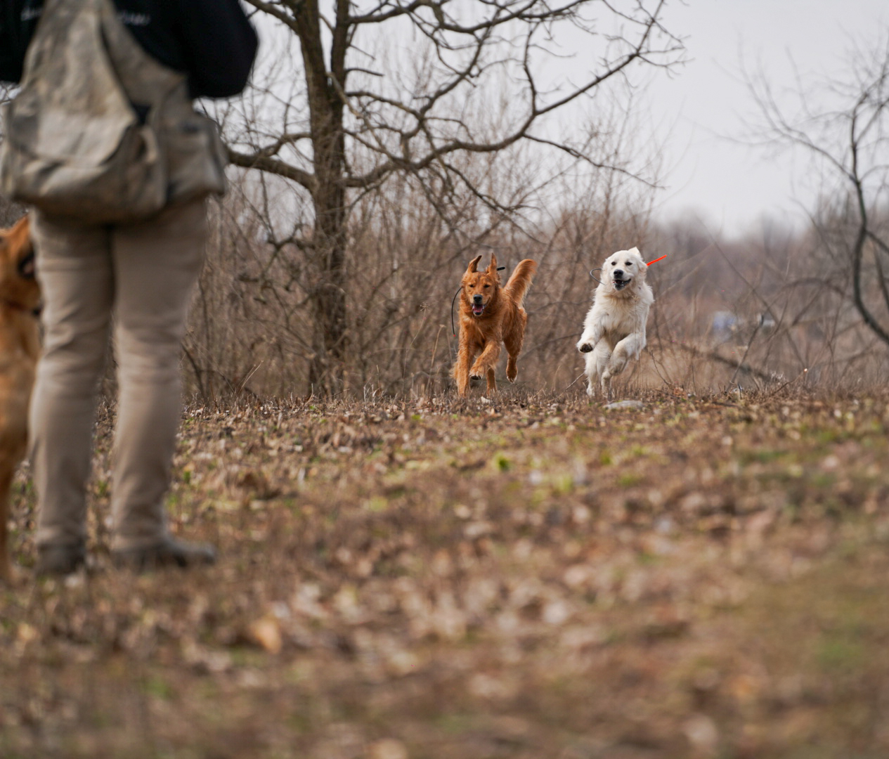 Adventure Days services at Carlson Canine Camp