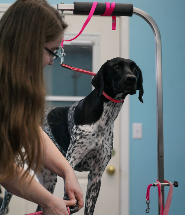Professional groomer providing gentle care at Carlson Canine Camp