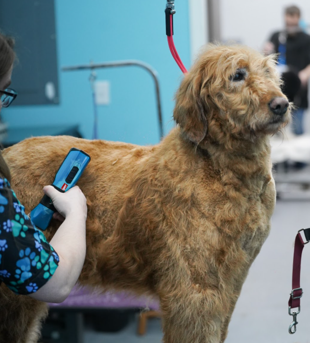 Golden retriever being groomed with professional tools