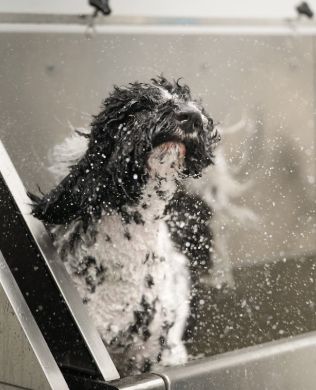 Dog getting bath at Carlson Canine Camp grooming facility