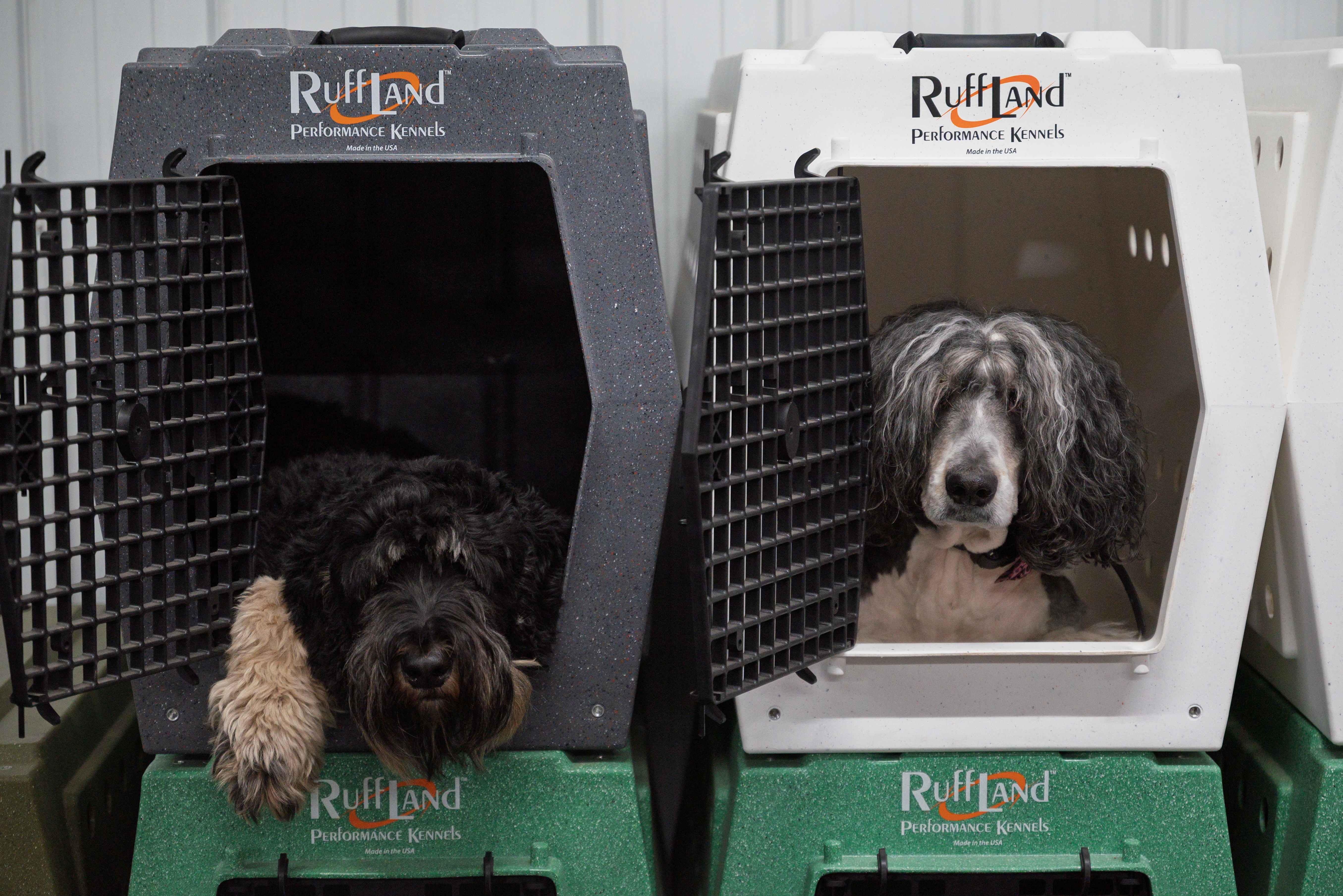 Dogs in professional training kennels at Carlson Canine Camp