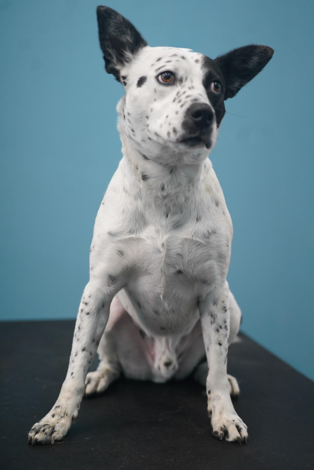 Bo the Mixed Breed