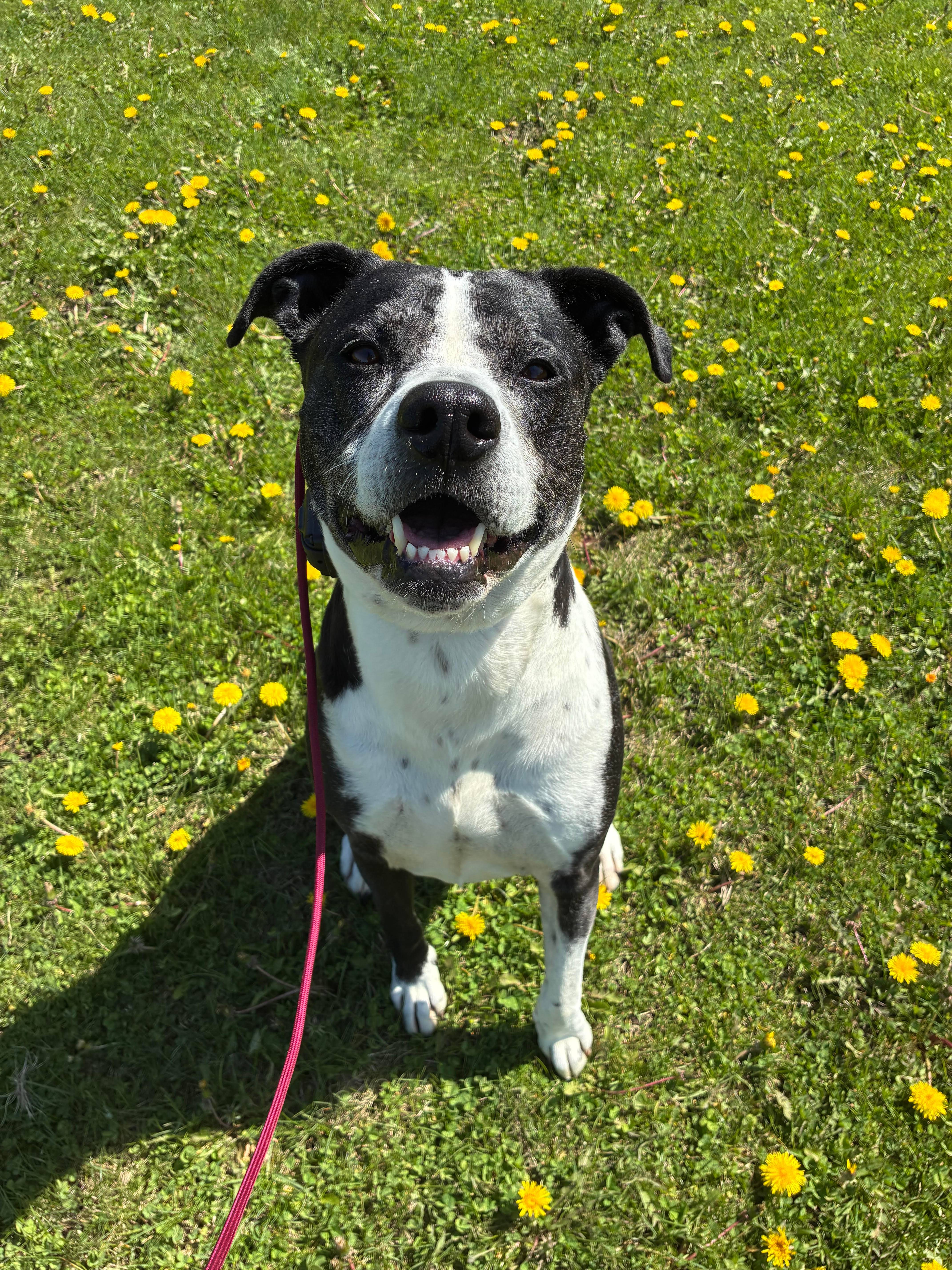 Cam - Pitbull Mix