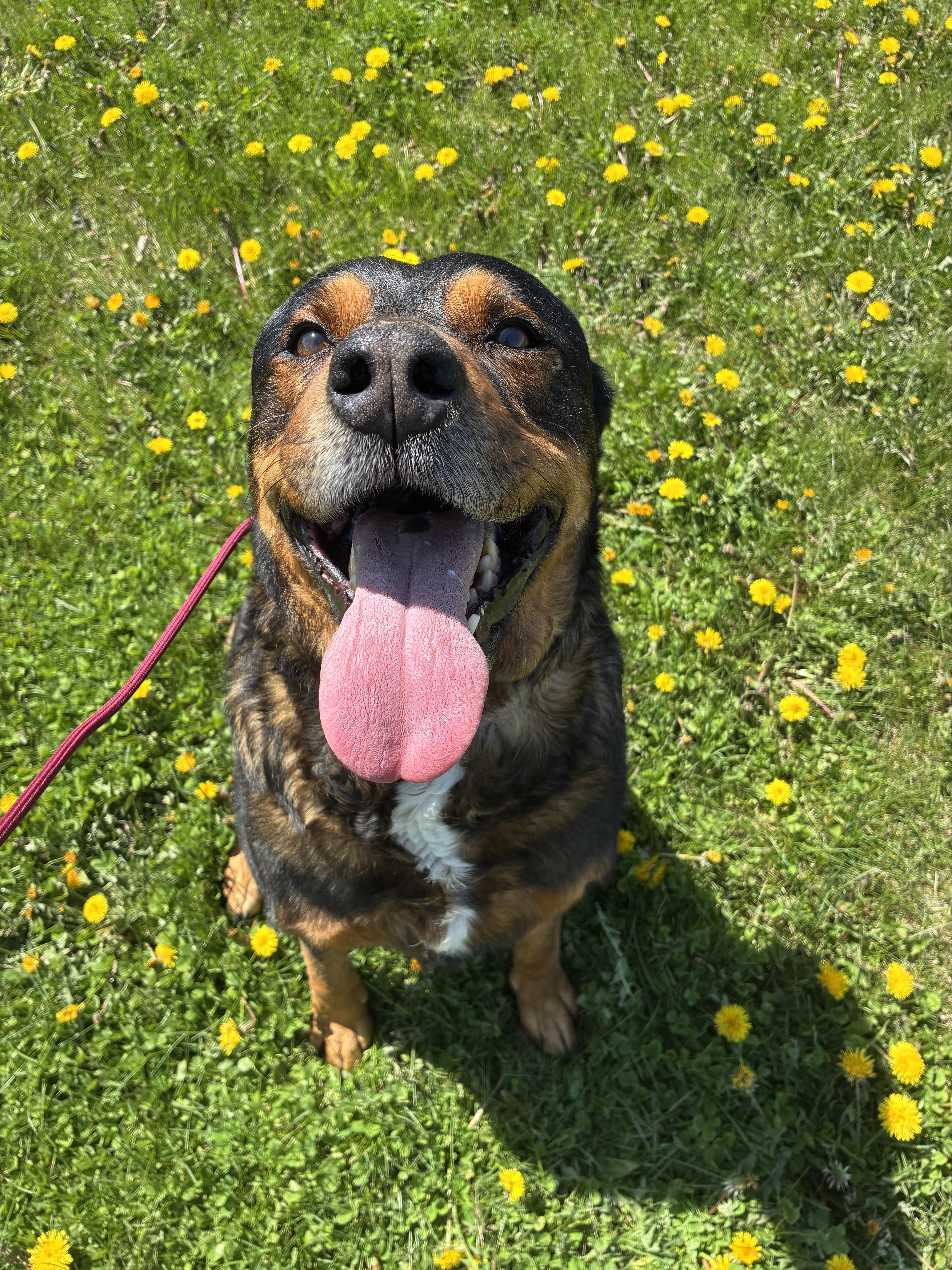 Mac - Rottweiler Mix