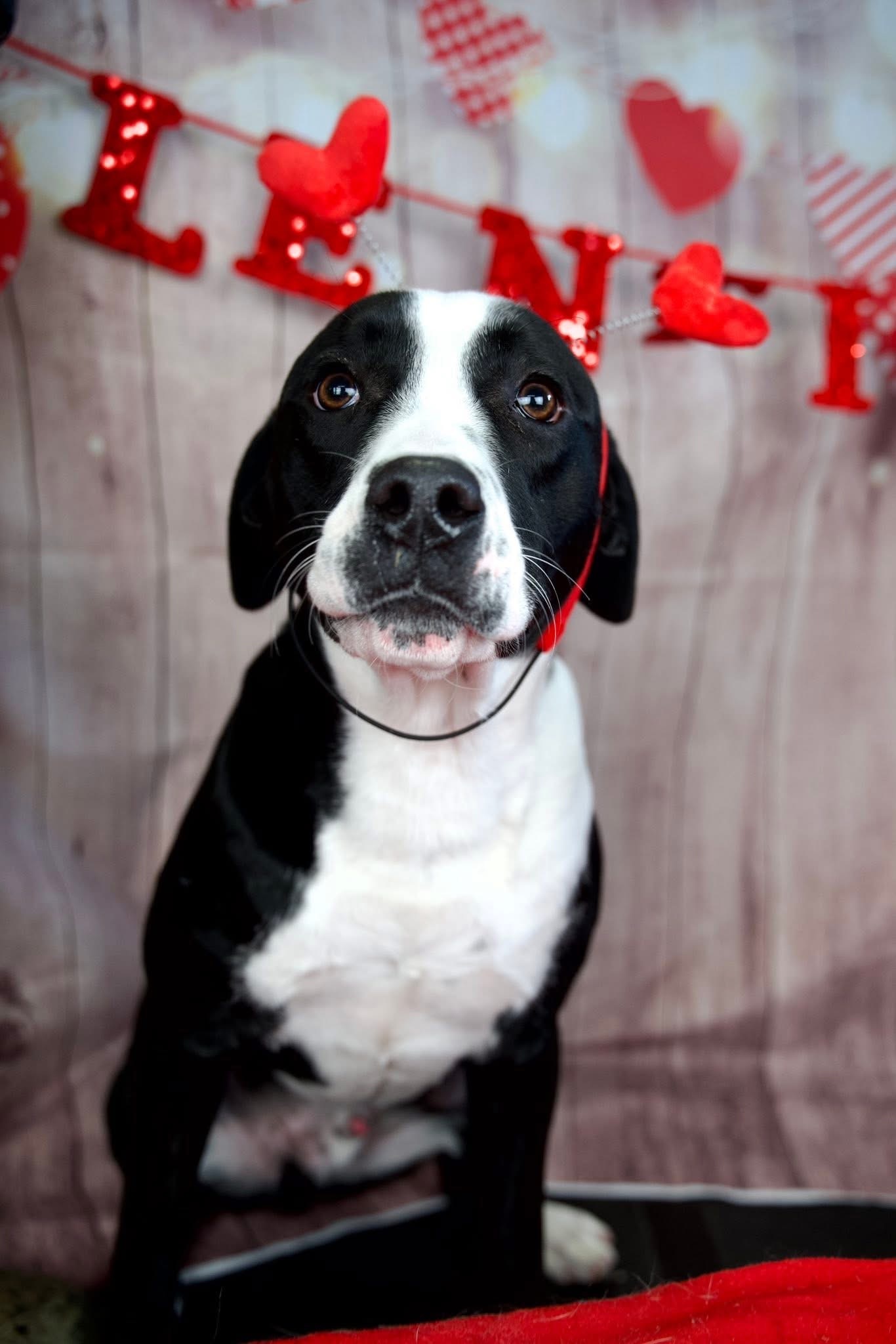 Milkshake the Mountain Cur Mix