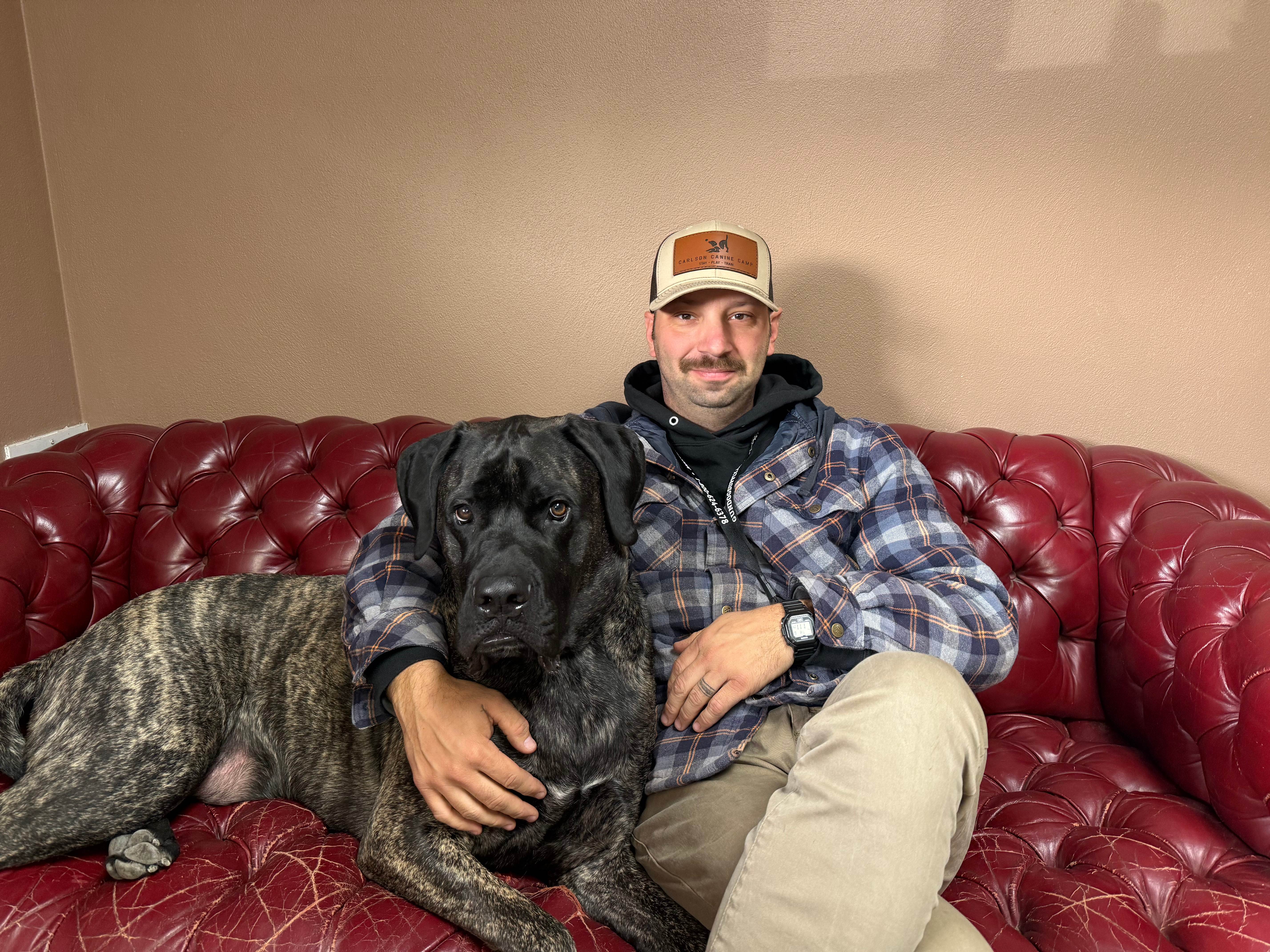 Oly the Great Dane / English Mastiff