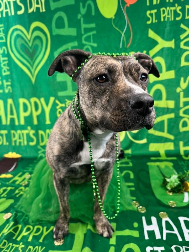 Pippa - Staffordshire Mix