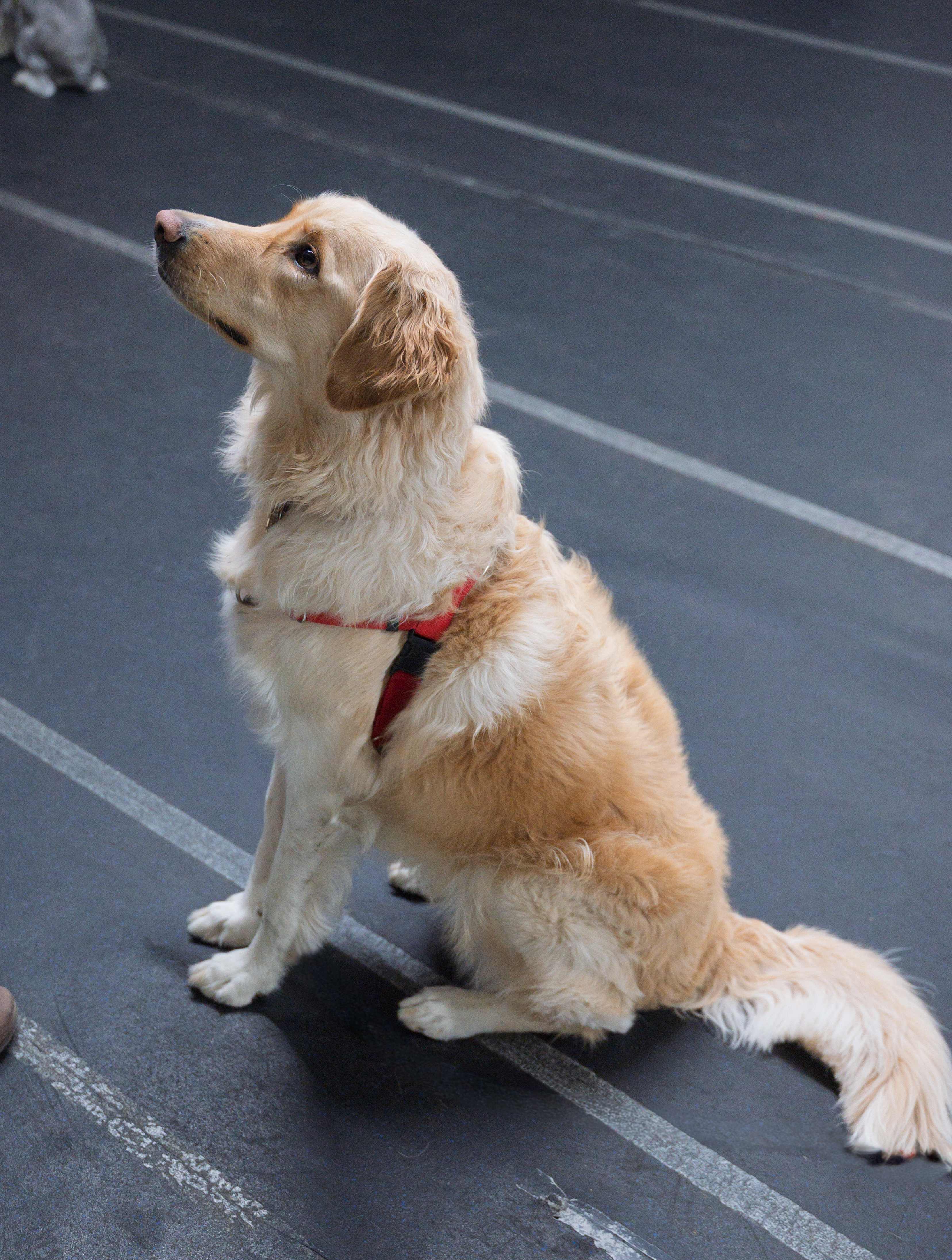 Golden retriever in training session at Carlson Canine Camp