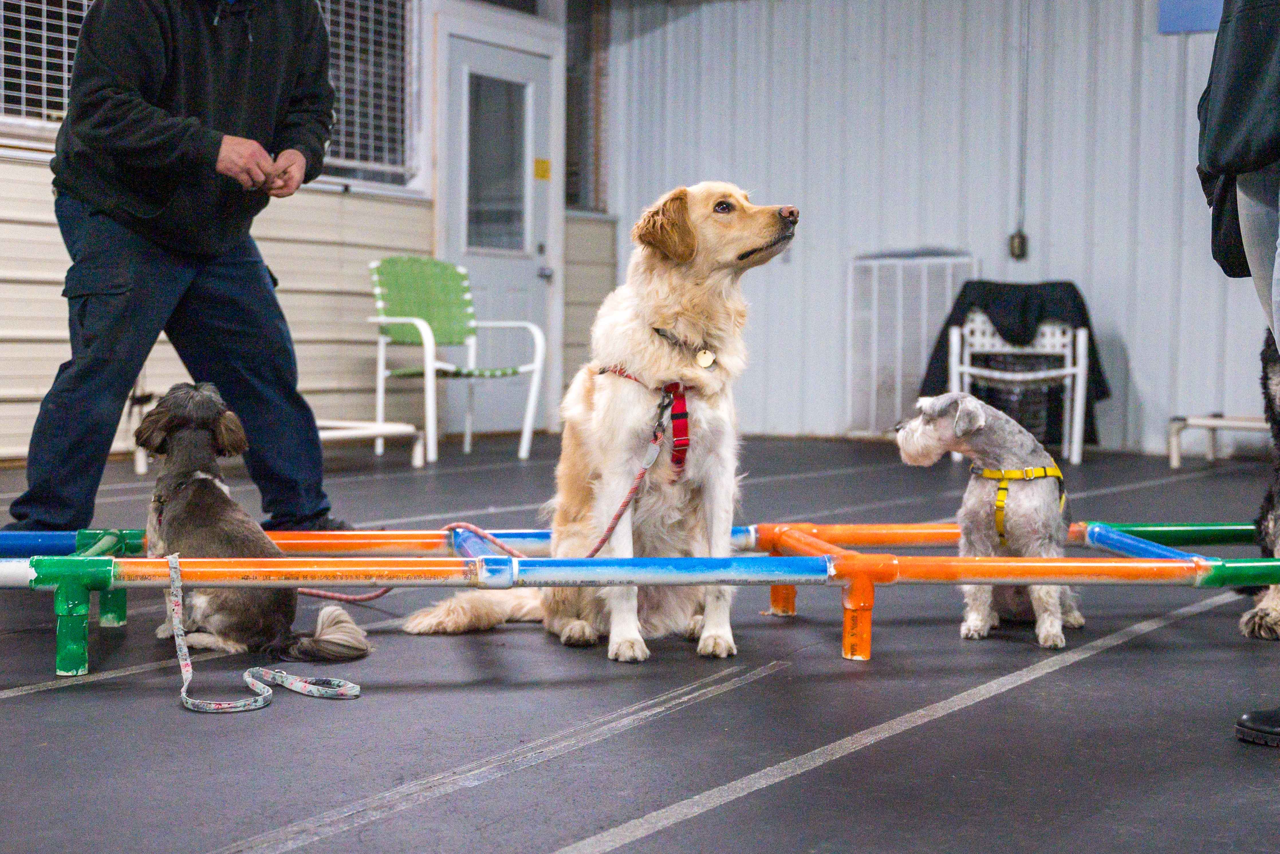 Dogs during group training session at Carlson Canine Camp