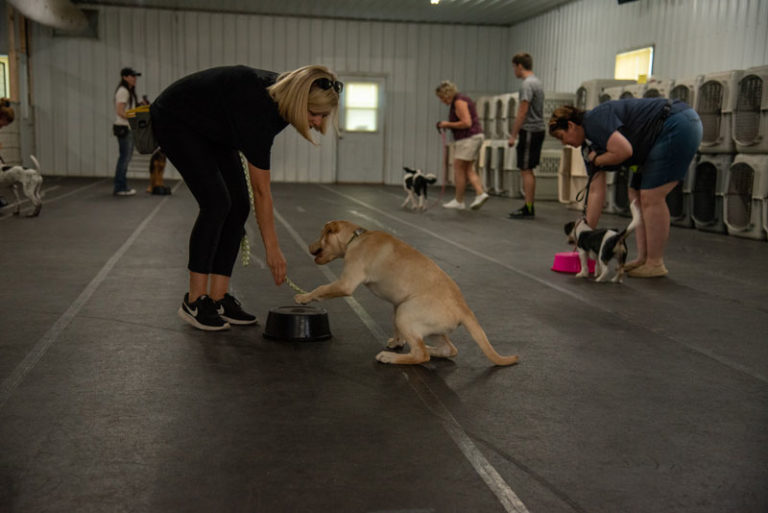 dogtrainingfreeportillinois Carlson Canine Camp