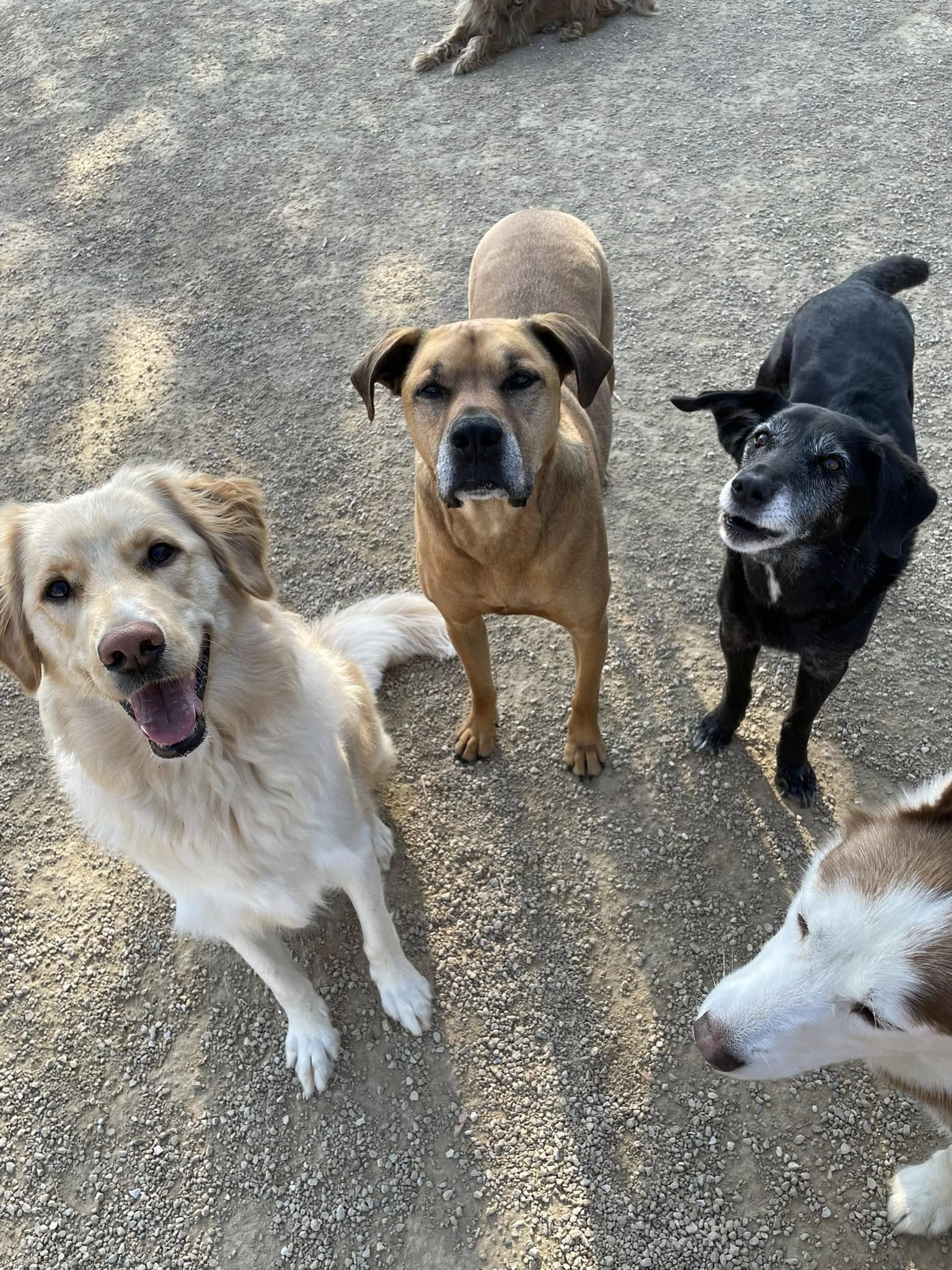 carlson-canine-camp-dog-boarding-freeport-3
